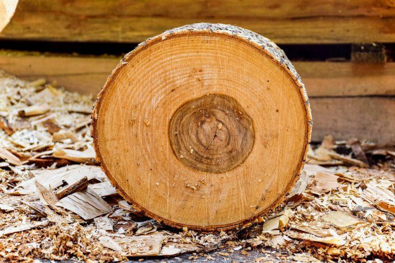 wooden-trunk-with-bark